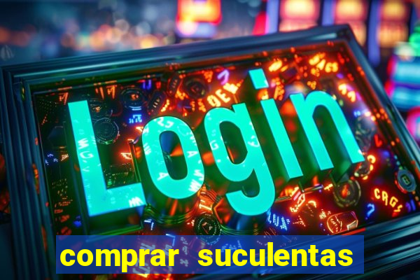 comprar suculentas direto do produtor